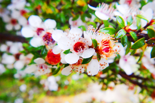 マヌカの花
